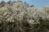 Weißdornblüten, 2018