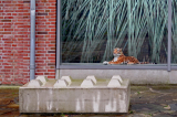 Rousseau, der kultivierte Tiger im Museum TwentseWelle Enschede, 2015
